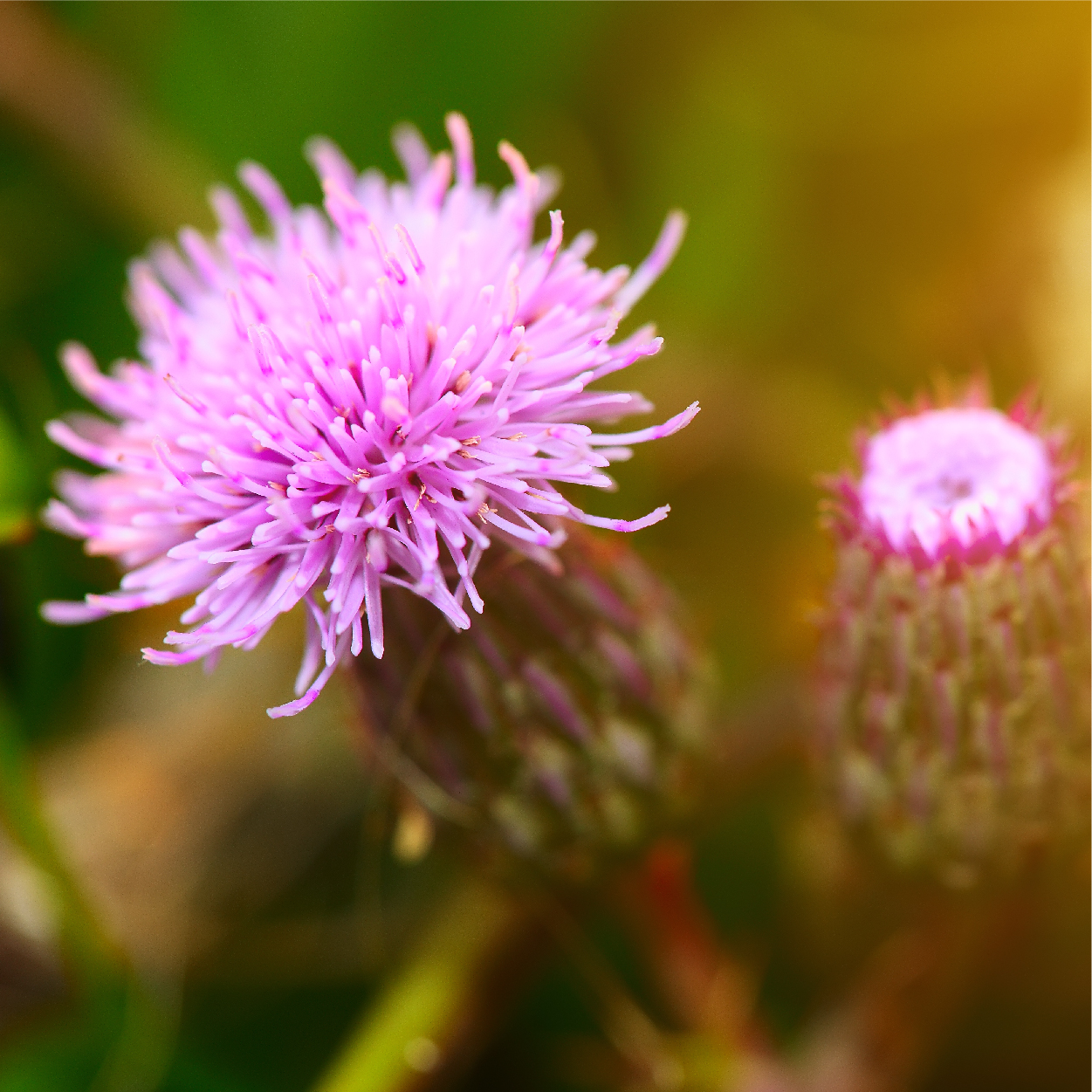 Carlyle Milk Thistle | 300 Capsules | Non-GMO, Gluten Free Extract