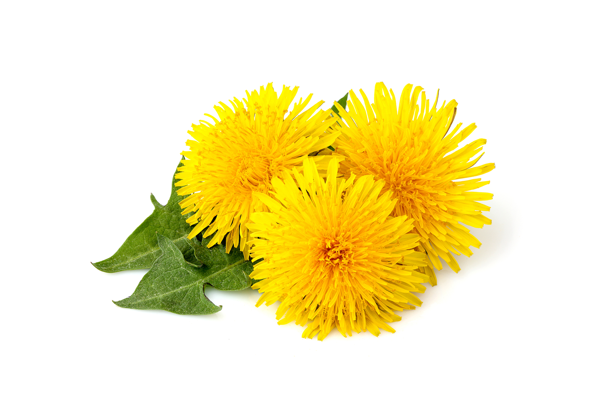 Liver Health Milk Thistle Supplement, Dandelion, Detox & Gallbladder (2 Oz)
