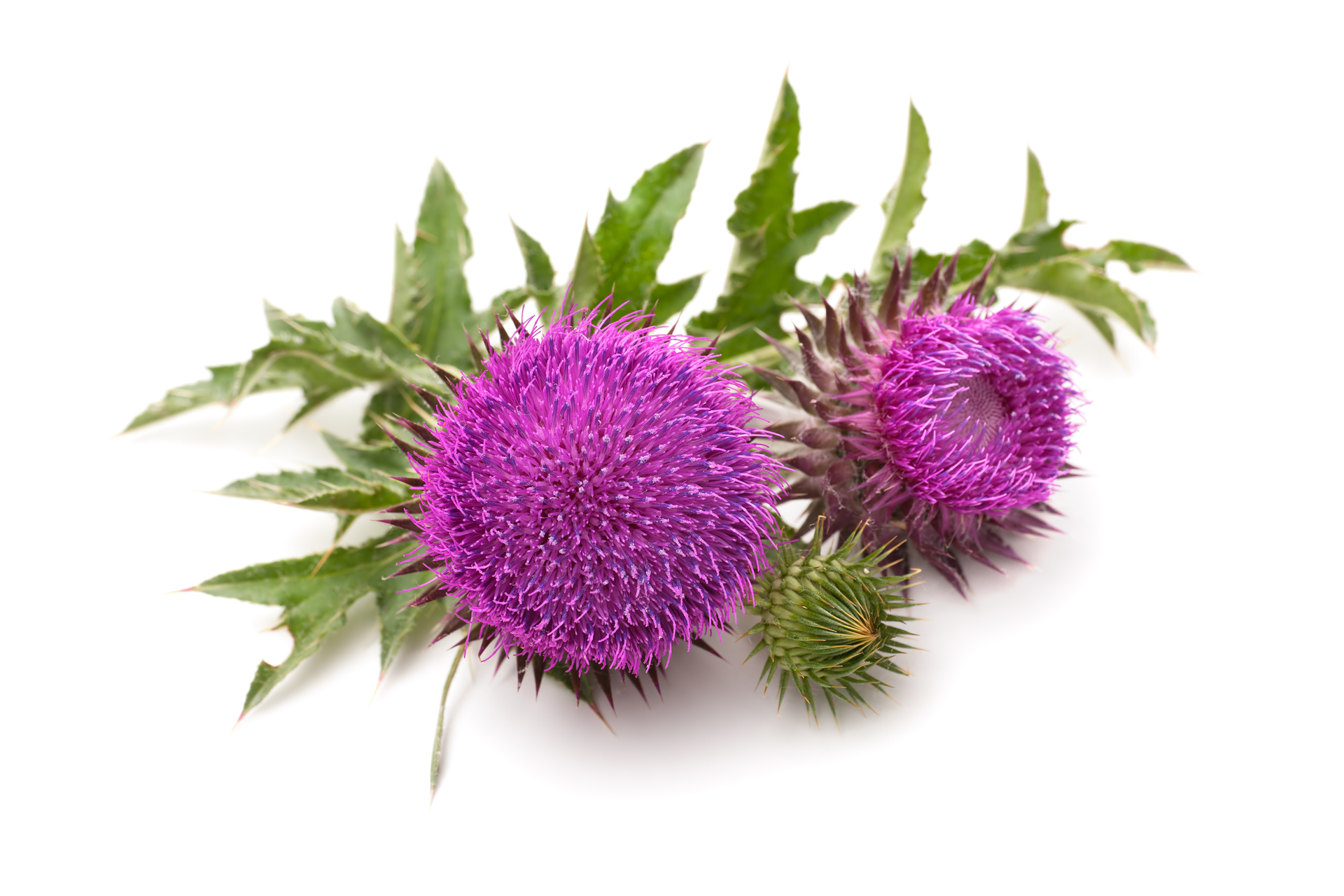 Liver Health Milk Thistle Supplement, Dandelion, Detox & Gallbladder (2 Oz)
