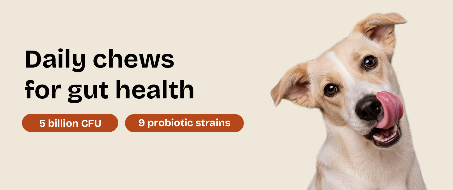 BLEP Super Gut Booster - Dog Probiotic Soft Chew Supplement, Gut Health, Loose Stool, Gas, Diarrhea & Itchy Skin | Pre, Pro & Postbiotics + Digestive Enzymes | 9 Probiotic Strains, 5B CFU | 60g