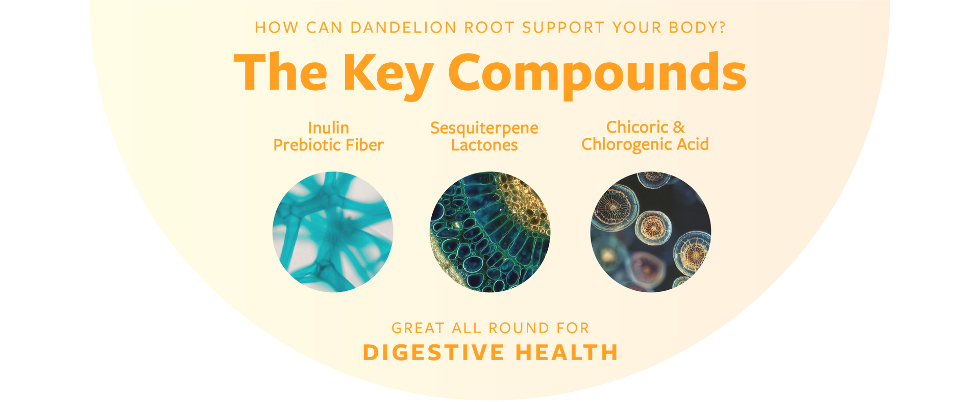 USDA Organic Dandelion Root Extract - High Potency 10:1 Dandelion Root Supplement with 5000mg Herbal Equivalent Strength for Liver Cleanse Detox & Repair Support - Vegan & Non-GMO (2 Month Supply)
