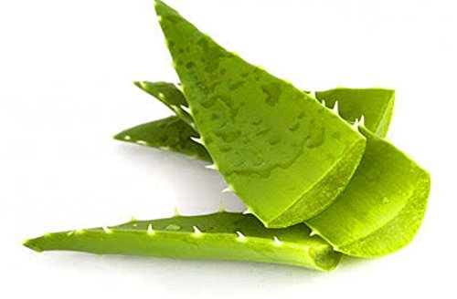Freshly Harvested Green Organic Aloe Vera Leaf - Fresh Green Aloe Vera Leaf for Natural Wellness, Haircare, and Skincare - Extract Your Own 100% Pure and Chemical-Free Aloe Vera Gel - 1 Kg