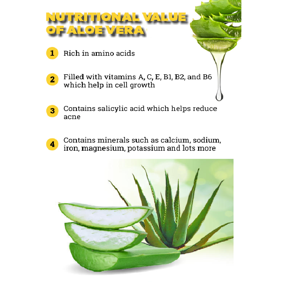 Freshly Harvested Green Organic Aloe Vera Leaf - Fresh Green Aloe Vera Leaf for Natural Wellness, Haircare, and Skincare - Extract Your Own 100% Pure and Chemical-Free Aloe Vera Gel - 1 Kg
