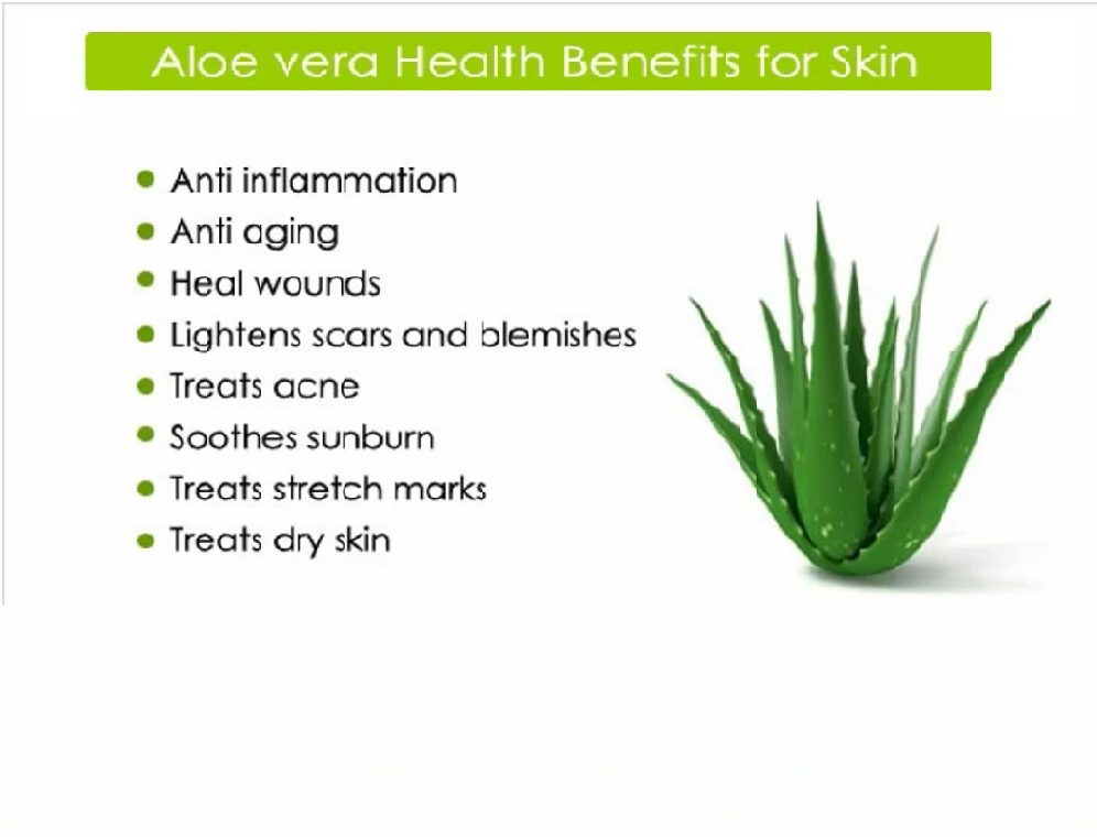 Freshly Harvested Green Organic Aloe Vera Leaf - Fresh Green Aloe Vera Leaf for Natural Wellness, Haircare, and Skincare - Extract Your Own 100% Pure and Chemical-Free Aloe Vera Gel - 1 Kg