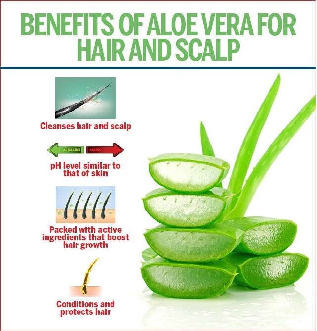 Freshly Harvested Green Organic Aloe Vera Leaf - Fresh Green Aloe Vera Leaf for Natural Wellness, Haircare, and Skincare - Extract Your Own 100% Pure and Chemical-Free Aloe Vera Gel - 1 Kg