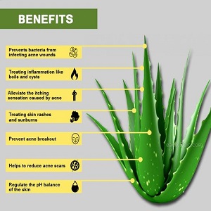 Freshly Harvested Green Organic Aloe Vera Leaf - Fresh Green Aloe Vera Leaf for Natural Wellness, Haircare, and Skincare - Extract Your Own 100% Pure and Chemical-Free Aloe Vera Gel - 1 Kg