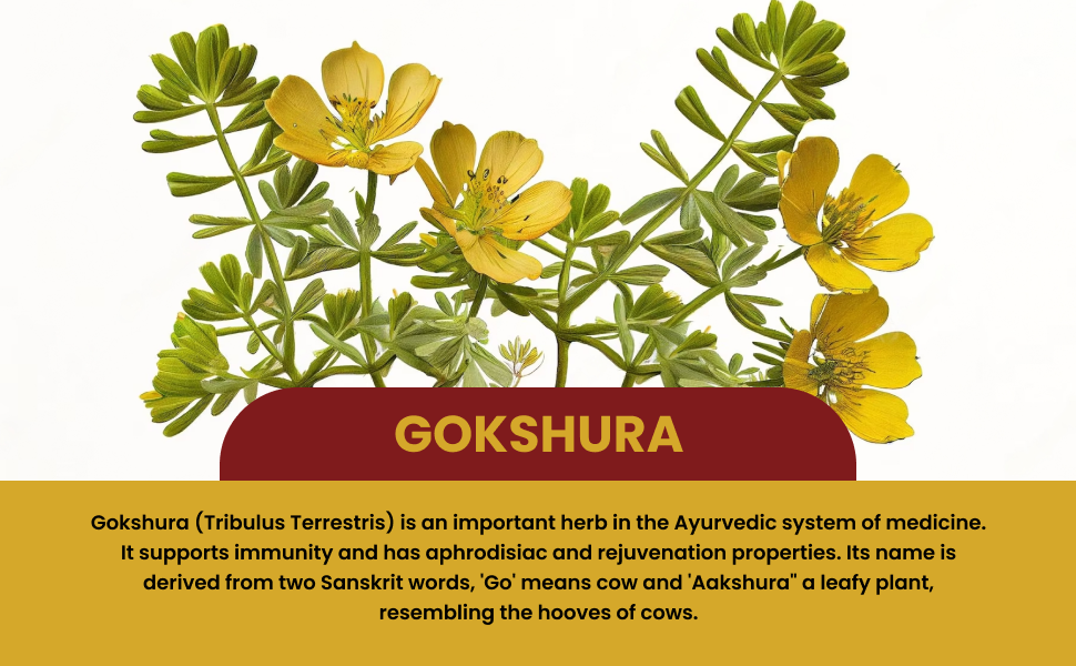 Tata 1mg Tejasya Gokshura Capsule Helps In Maintain Energy, Strength, Reduce fatigue (Pack of 1, 500mg)