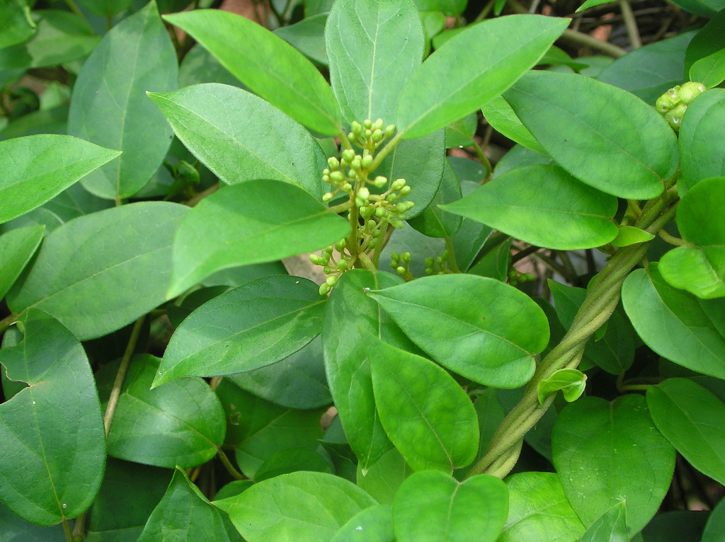 Live Medicinal Gurmar Plant Gudmar Madhunashini Herb Plant I For Diabetic & Sugar Control Insulin Plant Pack of 1 for Outdoor Kitchen Herb