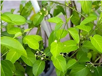 Live Medicinal Gurmar Plant Gudmar Madhunashini Herb Plant I For Diabetic & Sugar Control Insulin Plant Pack of 1 for Outdoor Kitchen Herb