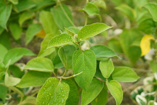 Live Medicinal Gurmar Plant Gudmar Madhunashini Herb Plant I For Diabetic & Sugar Control Insulin Plant Pack of 1 for Outdoor Kitchen Herb