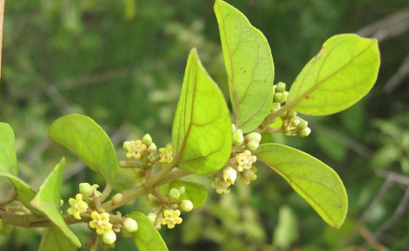 Live Medicinal Gurmar Plant Gudmar Madhunashini Herb Plant I For Diabetic & Sugar Control Insulin Plant Pack of 1 for Outdoor Kitchen Herb