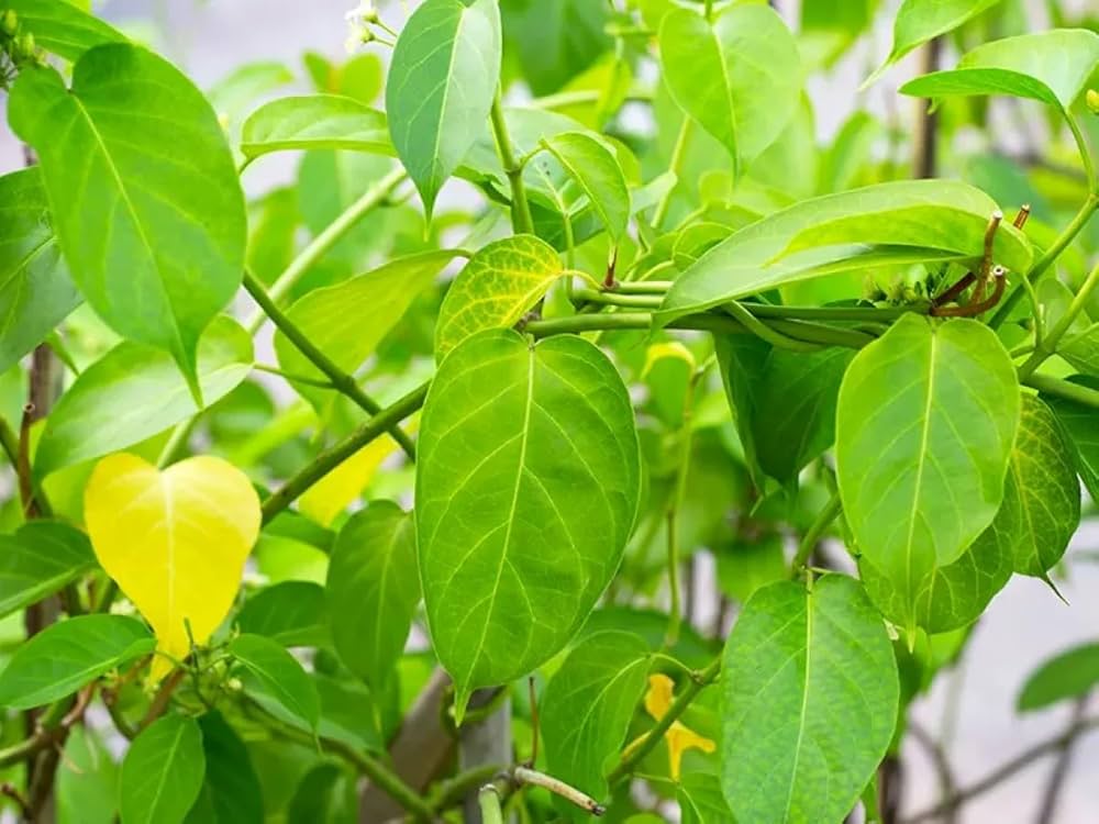 Live Medicinal Gurmar Plant Gudmar Madhunashini Herb Plant I For Diabetic & Sugar Control Insulin Plant Pack of 1 for Outdoor Kitchen Herb
