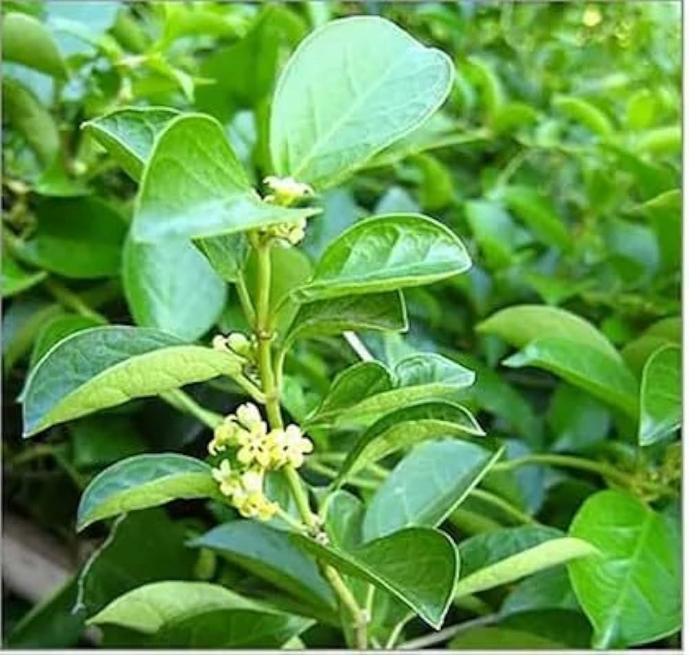 Live Medicinal Gurmar Plant Gudmar Madhunashini Herb Plant I For Diabetic & Sugar Control Insulin Plant Pack of 1 for Outdoor Kitchen Herb