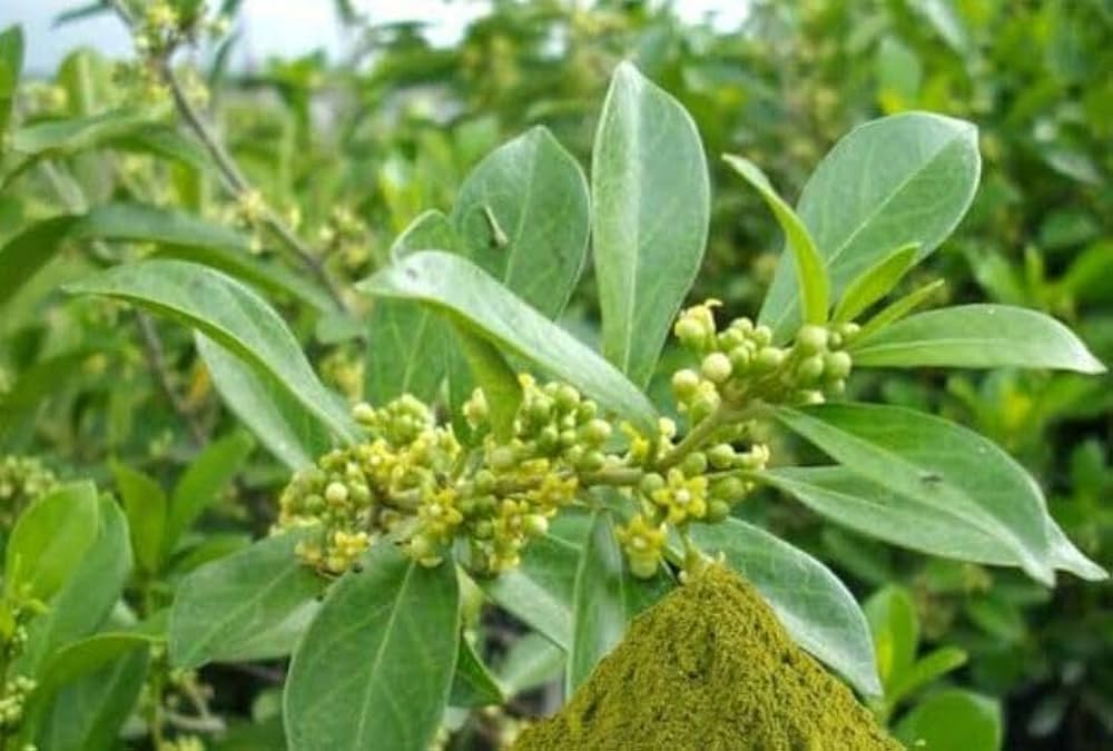 Live Medicinal Gurmar Plant Gudmar Madhunashini Herb Plant I For Diabetic & Sugar Control Insulin Plant Pack of 1 for Outdoor Kitchen Herb