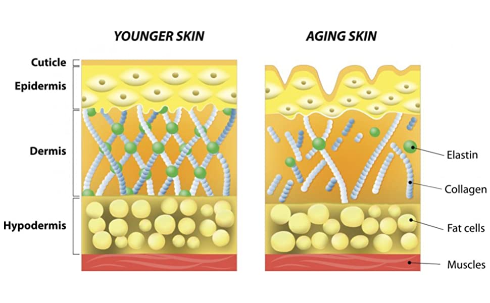 HXN Collagen Powder Supplement. Hydrolyzed Protein Peptides Type 2-90 No Sugar Tablets