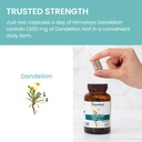 himalaya-dandelion-dandelion-root-supple-6.jpg