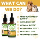 dogs-antibiotics-for-infection-coughs-ut-5.jpg