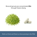 eclectic-herb-organic-broccoli-sprouts-c-6.jpg