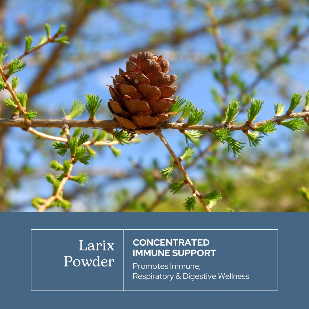 eclectic-herb-organic-larix-powder-natur-3.jpg