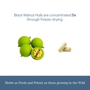 eclectic-herb-black-walnut-capsules-inte-6.jpg