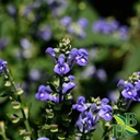 herb-to-body-skullcap-powder-scutellaria-2.jpg