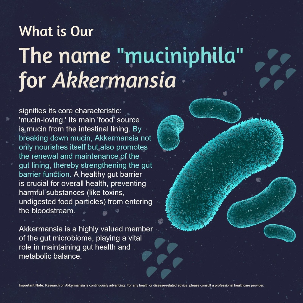 akkermansia-muciniphila-300-b-tfu-mulber-2.jpg