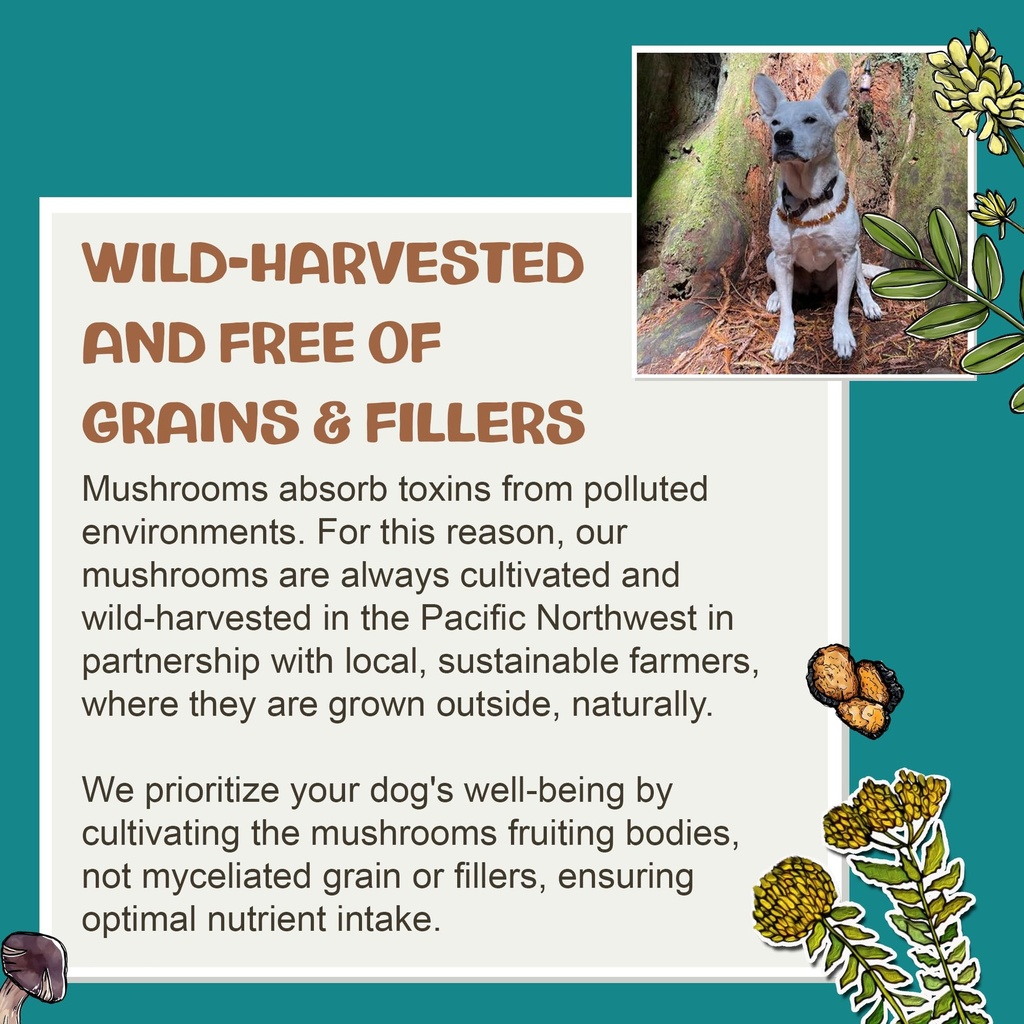 mycodog-turkey-tail-mushroom-for-dogs-im-6.jpg
