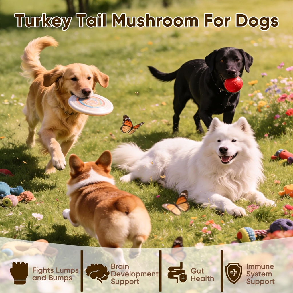 turkey-tail-mushroom-for-dogs-mushroom-c-2.jpg