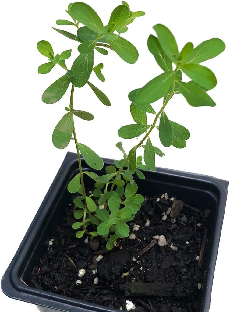 organic-saint-johns-wort-plant-hypericum-2.jpg