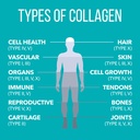 naturesplus-collagen-peptides-20-stick-p-4.jpg