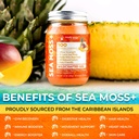 wellness-labsrx-irish-sea-moss-gel-raw-w-6.jpg
