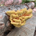 north-spore-chicken-of-the-woods-mushroo-2.jpg