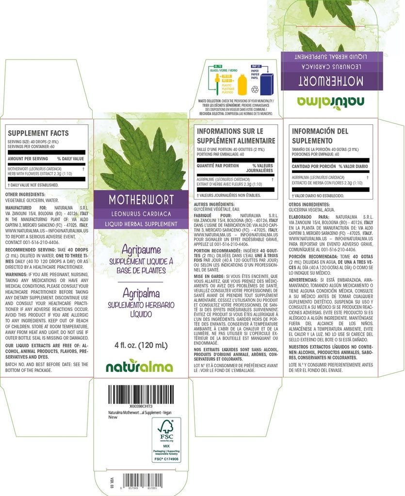 naturalma-motherwort-leonurus-cardiaca-h-2.jpg