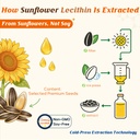 abyssus-sunflower-lecithin-gummies-1200m-3.jpg