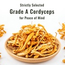 dried-cordyceps-militaris-mushroom-3-53--3.jpg