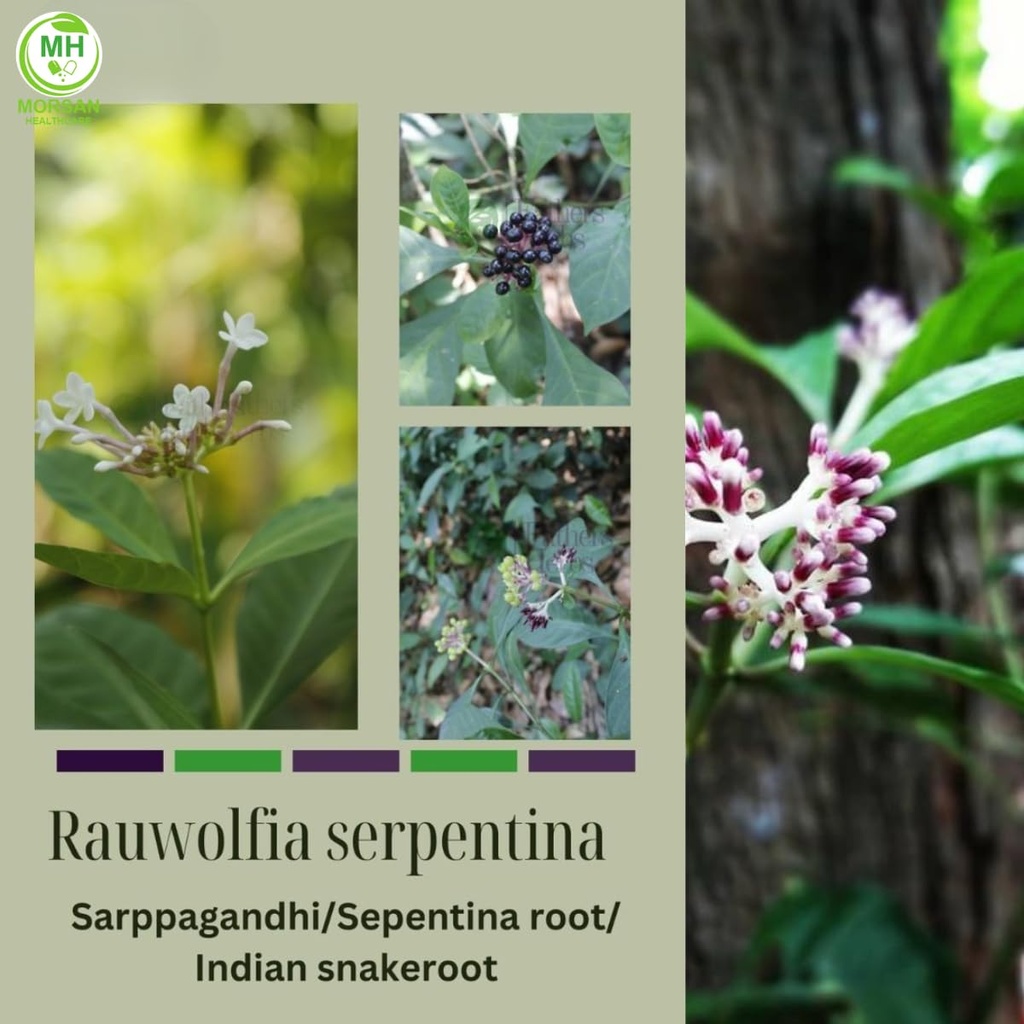 morsan-healthcare-rauwolfia-serpentina-s-3.jpg