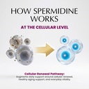 spermidine-liquid-drops-99-5-pure-double-6.jpg