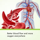 artery-support-artery-circulation-supple-4.jpg