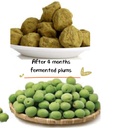 fermented-green-plum-90-packs-japanese-a-3.jpg