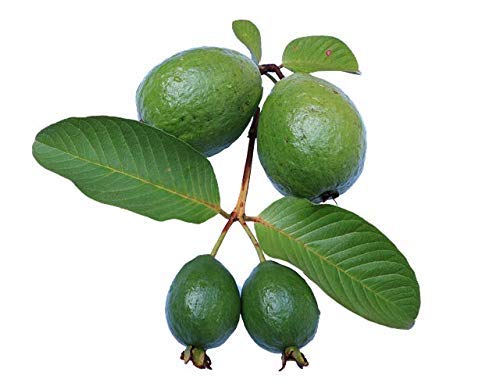 guava-leaf-extract-natural-guava-leaf-su-4.jpg