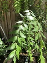 fresh-neem-leaves-50-margosa-azadirachta-9181tVrKLHL.jpg