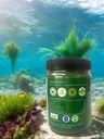 botanical-bliss-spirulina-powder-natural-61tbOpu09QL.jpg