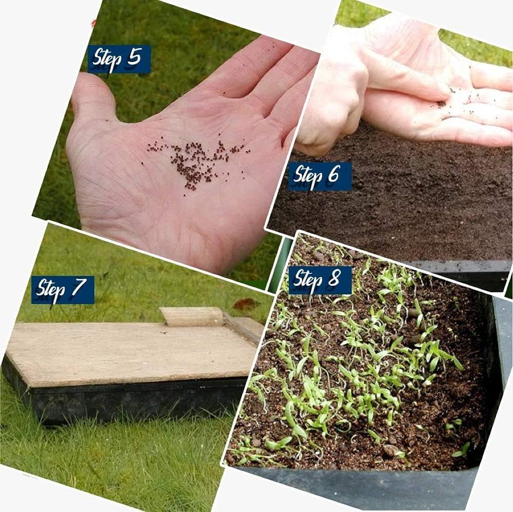 grape-einset-seedless-pp6160-60-seeds-71P3b0C+tkL.jpg