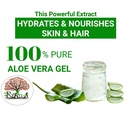 freshly-harvested-green-organic-aloe-ver-71yDuna-X7L.jpg