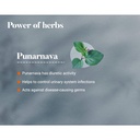 himalaya-punarnava-tablets-60-count-pack-714+1SLaDPL.jpg
