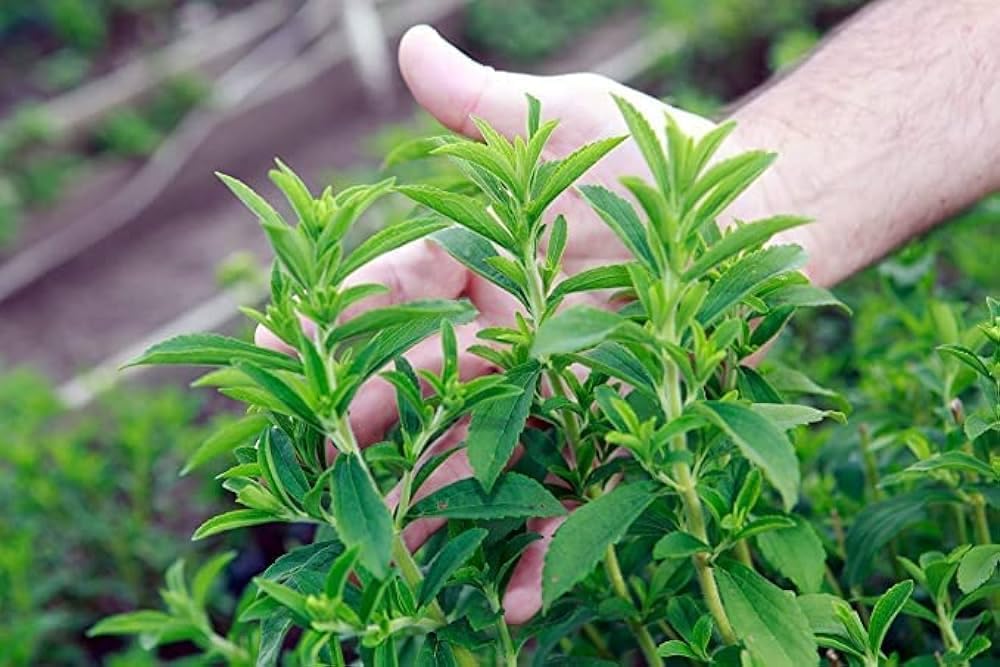 natural-sweet-tulsi-plant-live-qualified-611GM7JQ5bL.jpg
