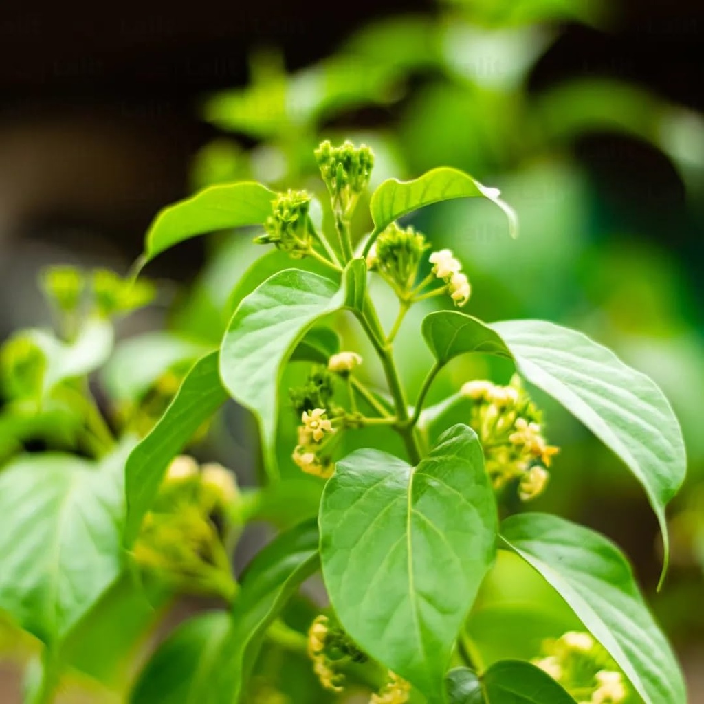 live-medicinal-gurmar-plant-gudmar-madhu-61wQ6W8ovgL.jpg