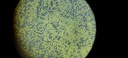 nandadevi-naturals-himalayan-cedar-pine--61j+JCHzWoL.jpg