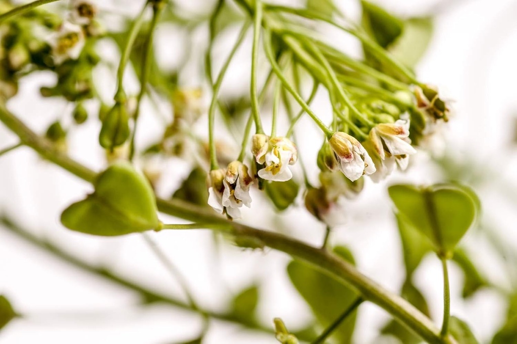 health-embassy-shepherds-purse-herb-caps-5.jpg