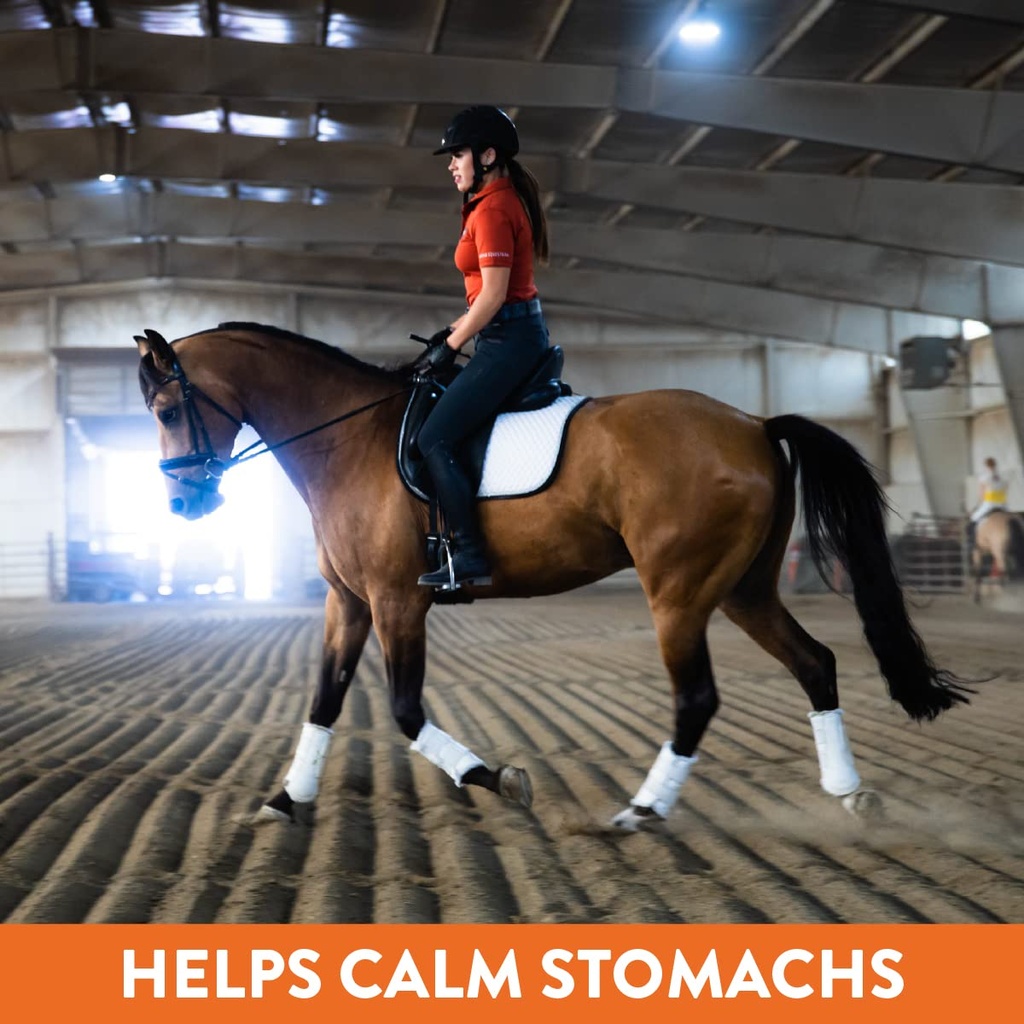 plus-gastric-support-supplement-for-hors-61oMwDYEZRL.jpg
